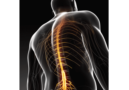 肋骨の痛み、肋間神経痛を改善するカイロプラクティック、整体、整骨院の脊椎矯正と骨盤矯正